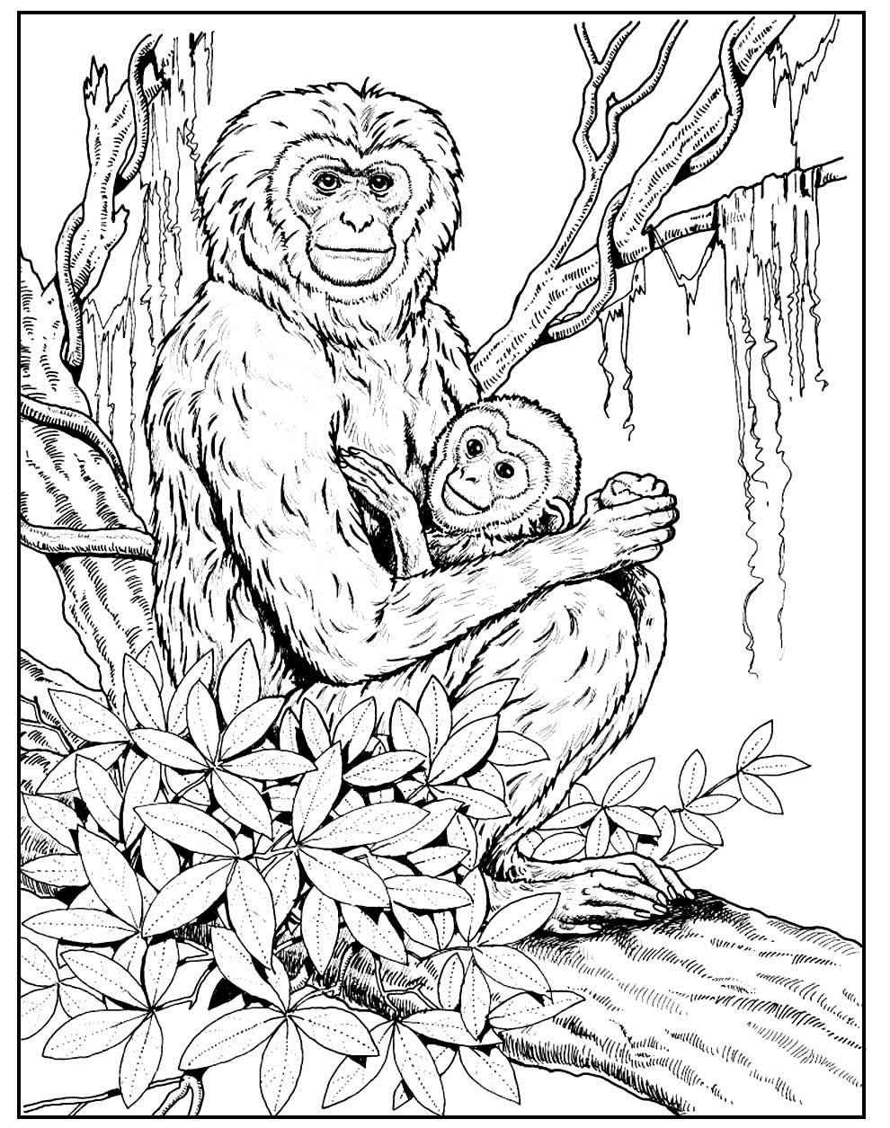 Affen Ausmalbilder 120