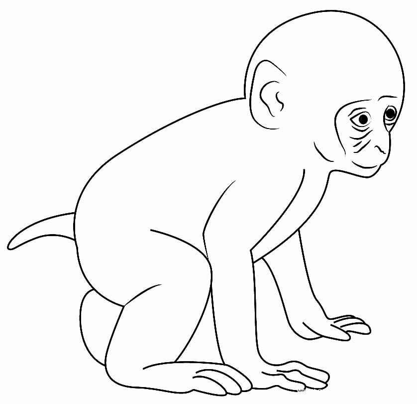 Affen Ausmalbilder 518