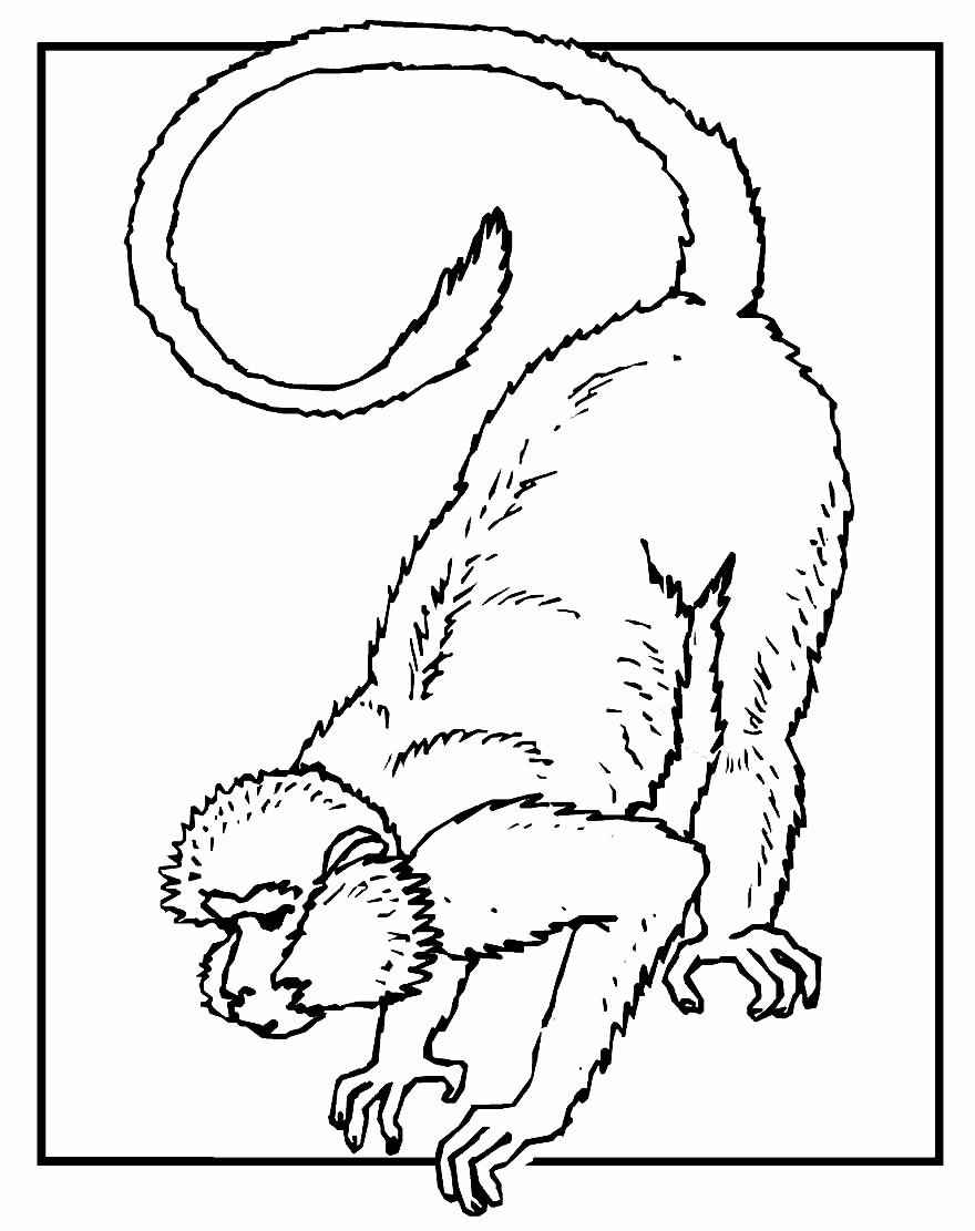 Affen Ausmalbilder 558