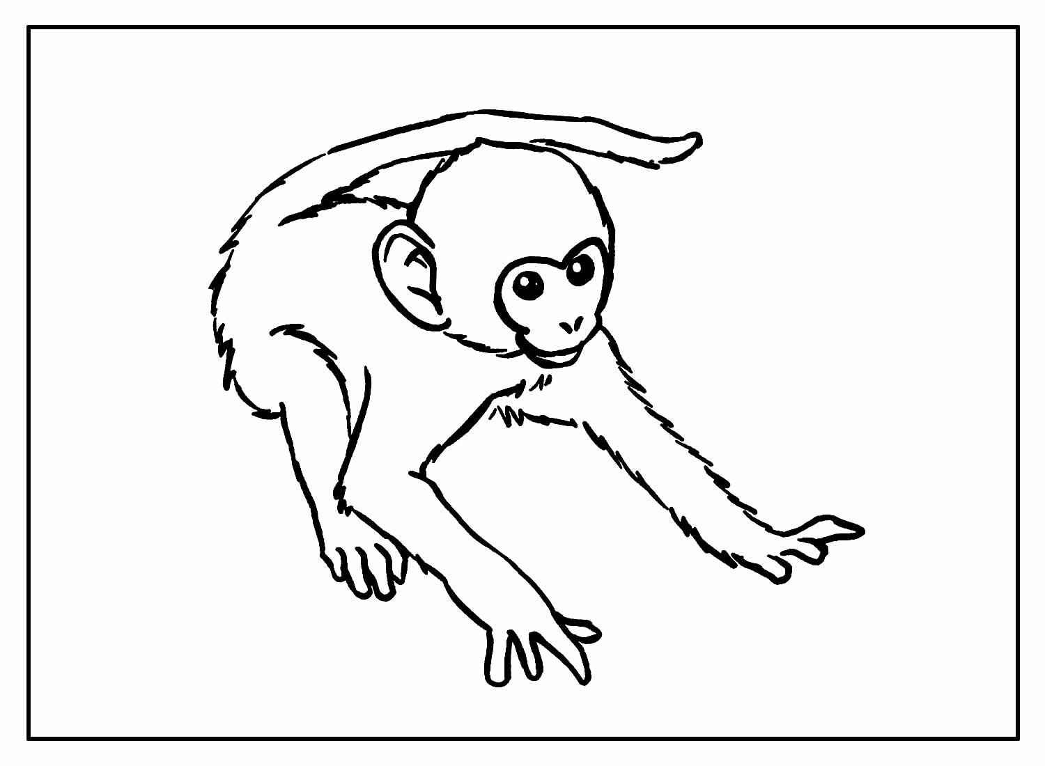 Affen Ausmalbilder 747