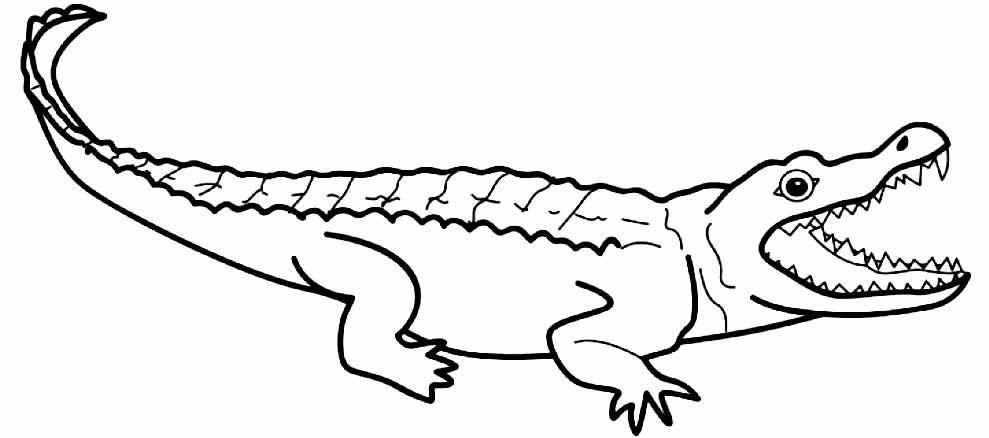 Alligator Ausmalbilder 030