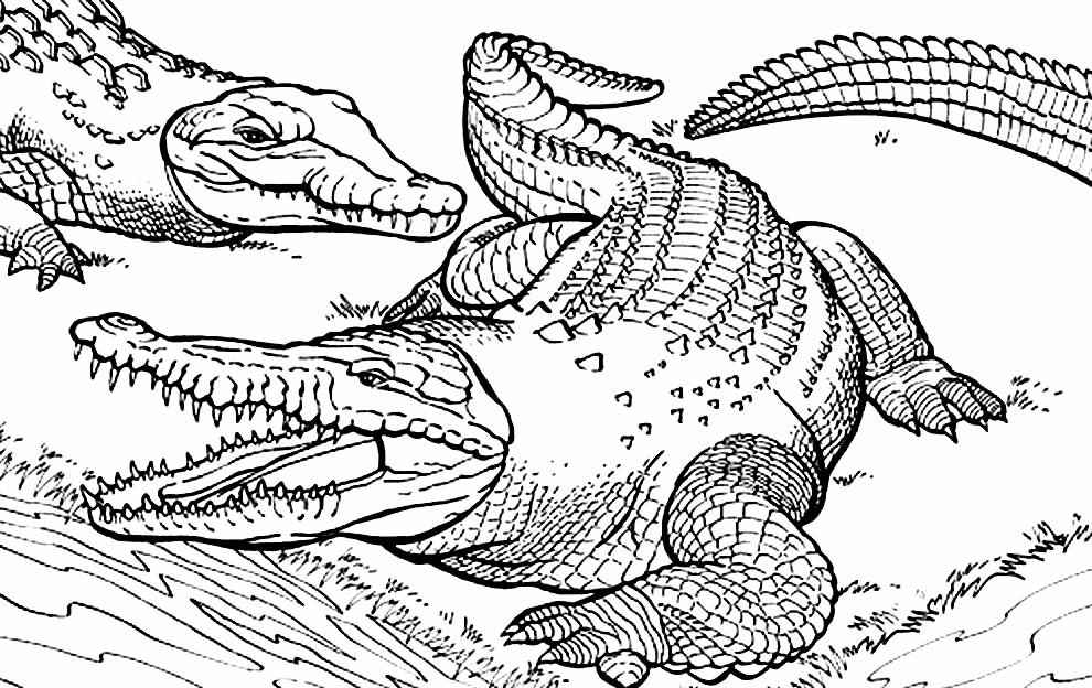 Alligator Ausmalbilder 085