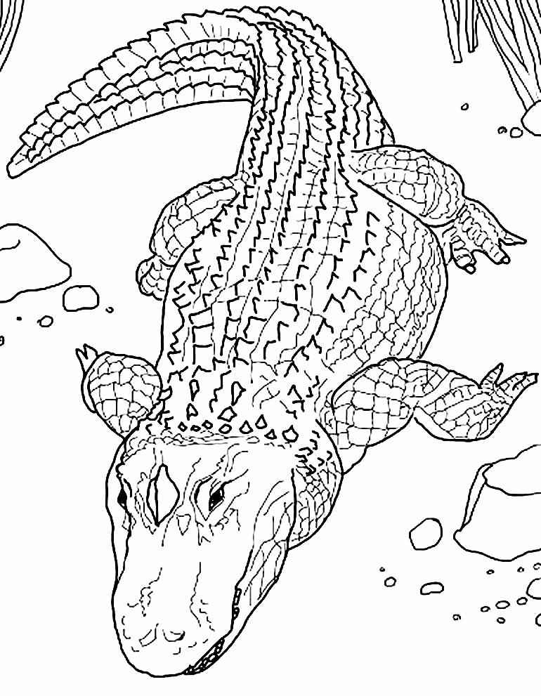 Alligator Ausmalbilder 364