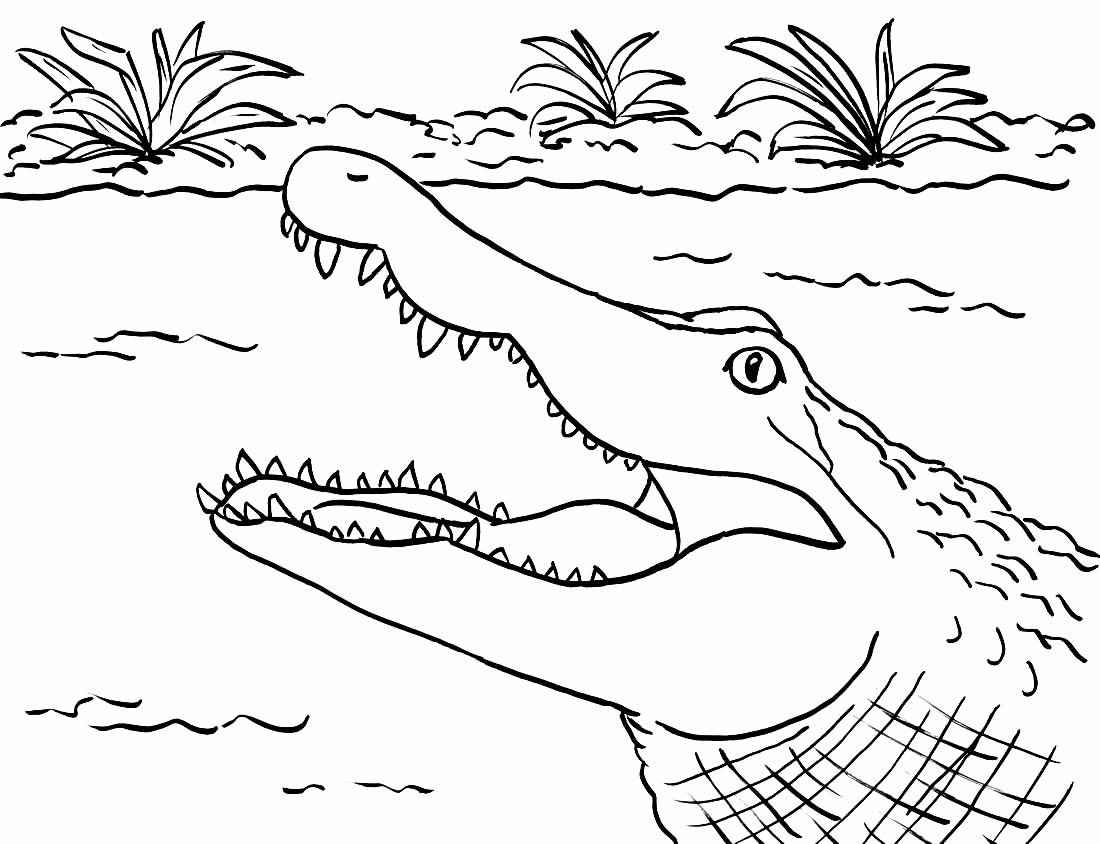 Alligator Ausmalbilder 529