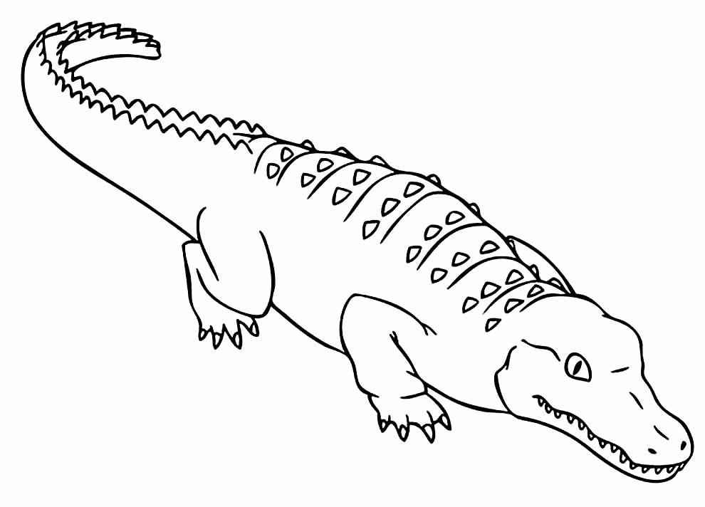 Alligator Ausmalbilder 635