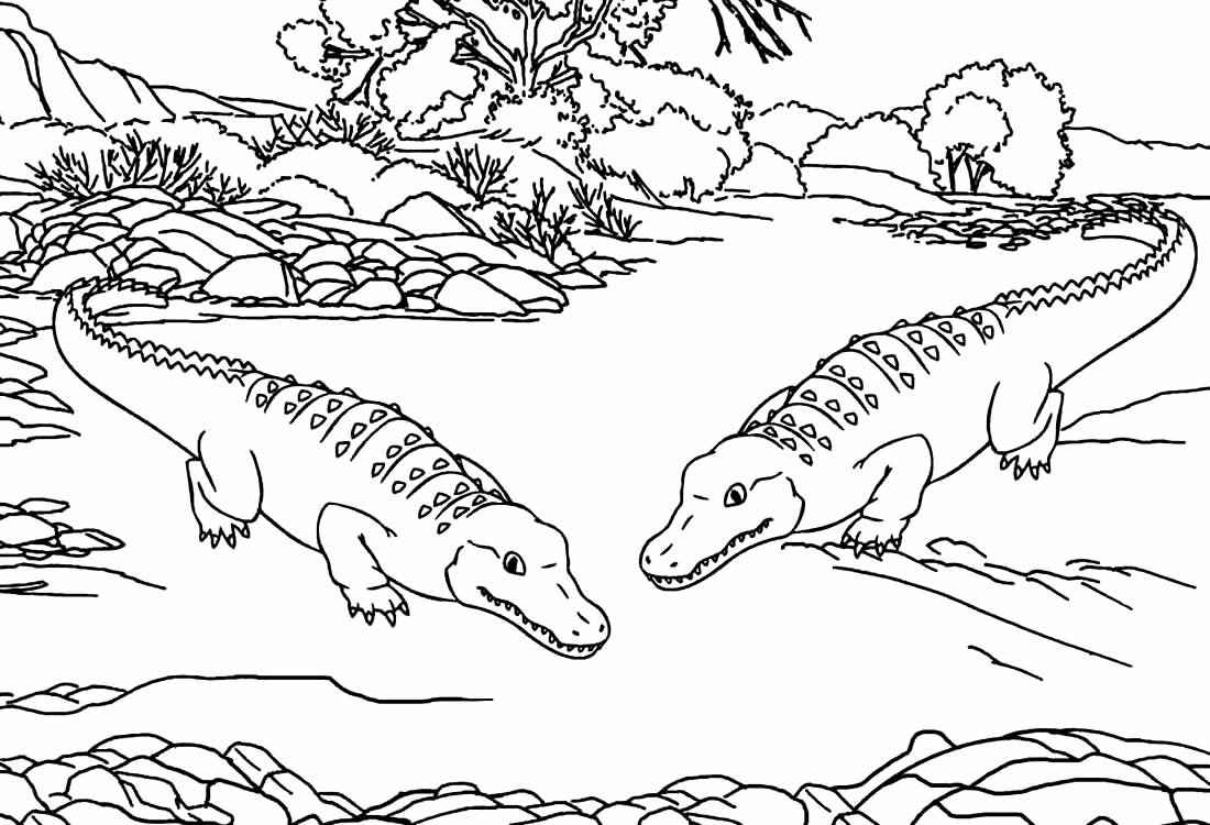Alligator Ausmalbilder 653