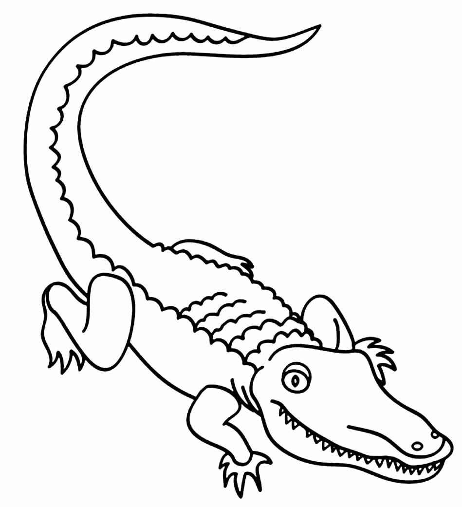 Alligator Ausmalbilder 685