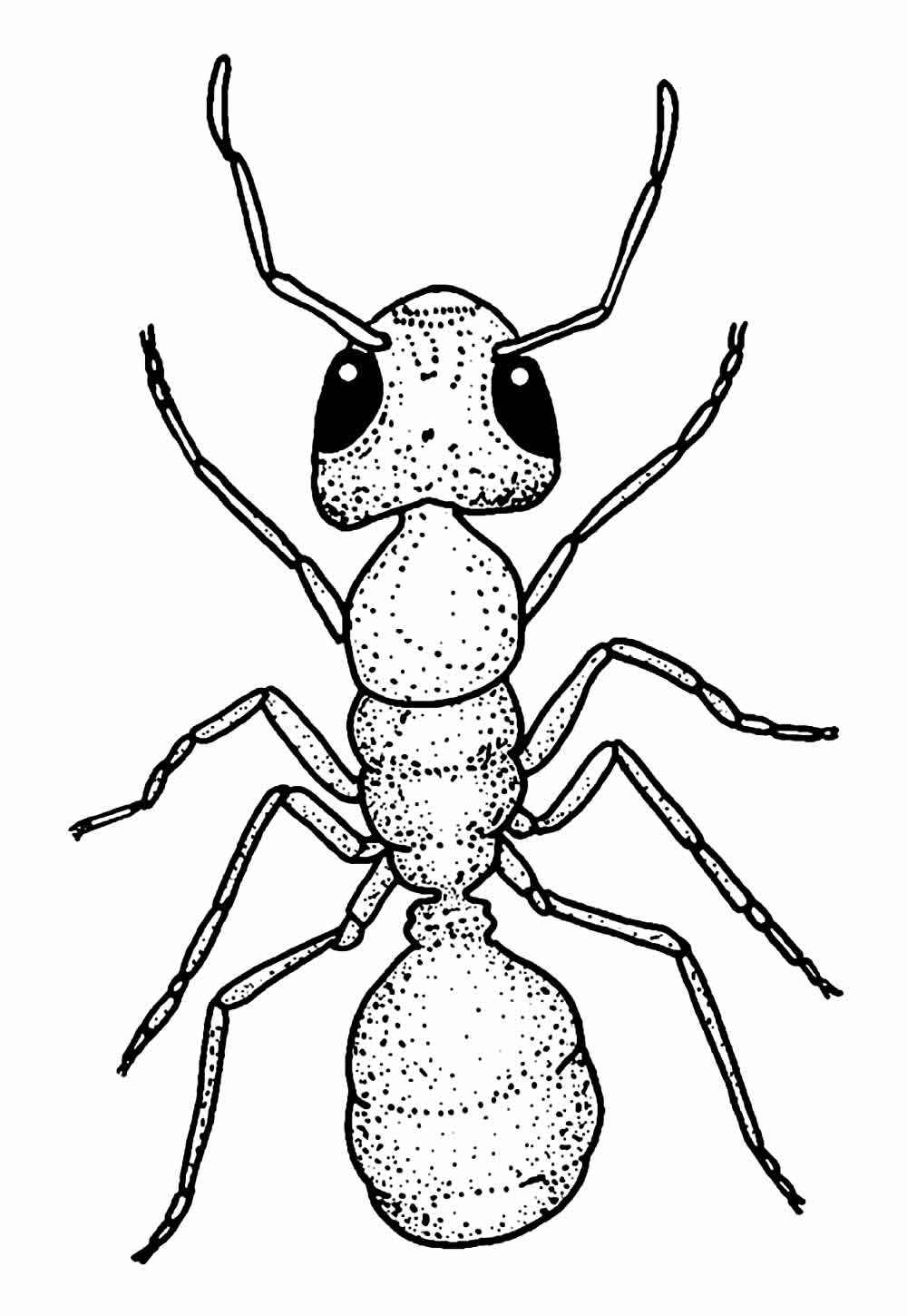 Ameisen Ausmalbilder 327