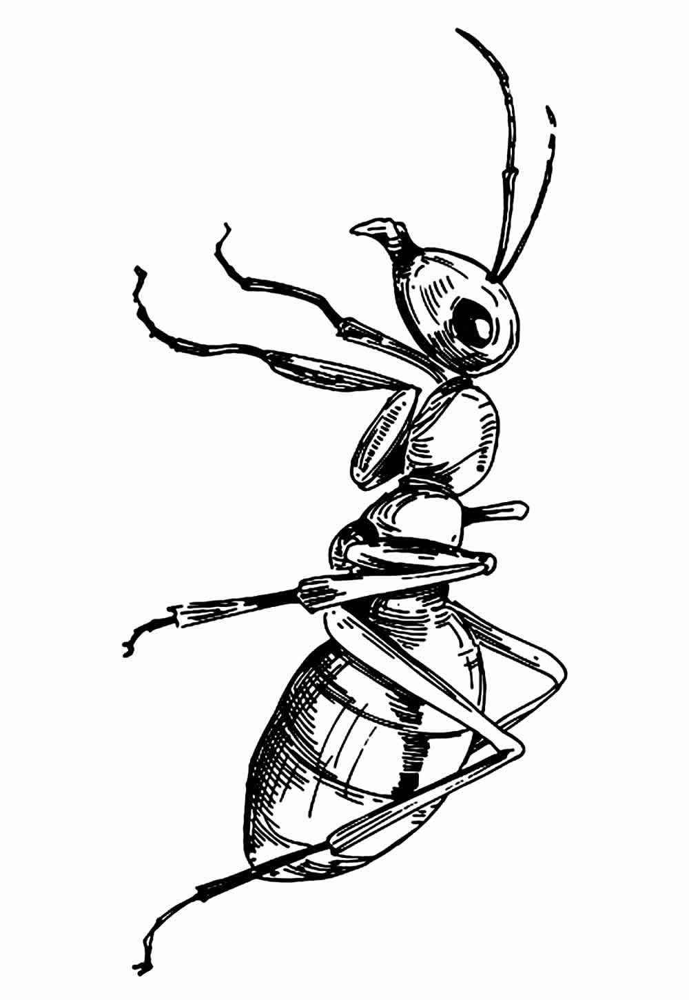 Ameisen Ausmalbilder 727