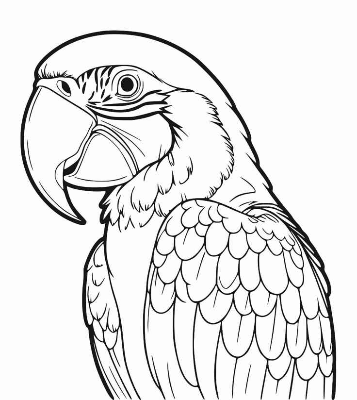 Ara Ausmalbilder 619