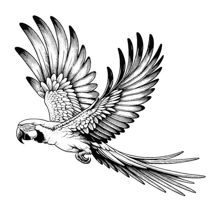 Ara Ausmalbilder 776