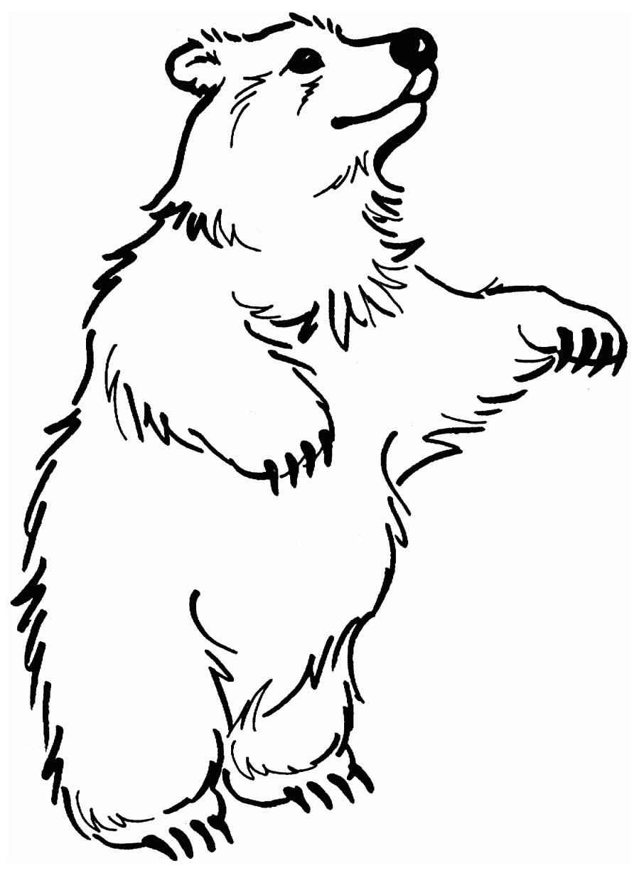 Bären Ausmalbilder 208