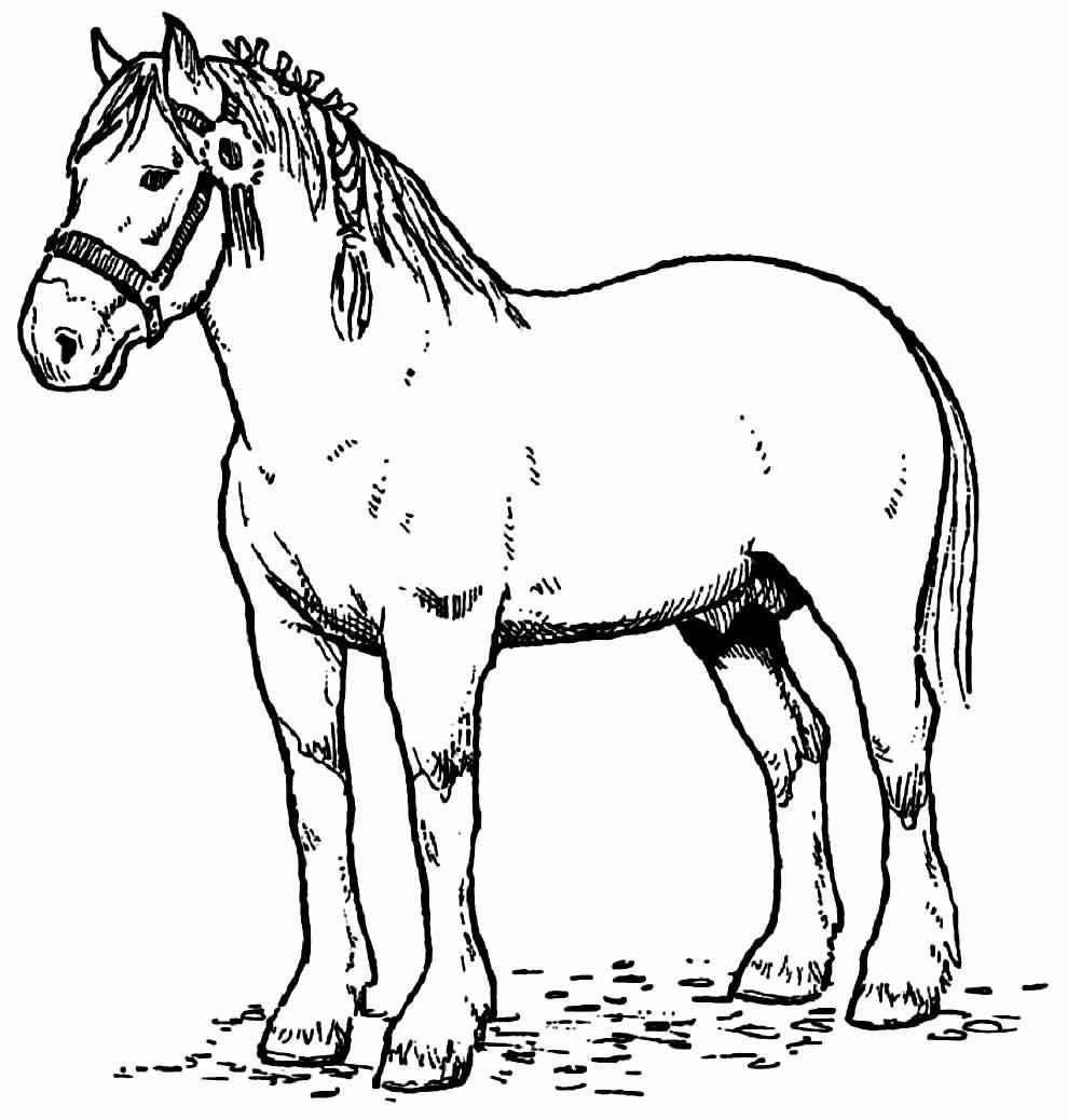 Bauernhof Ausmalbilder 167