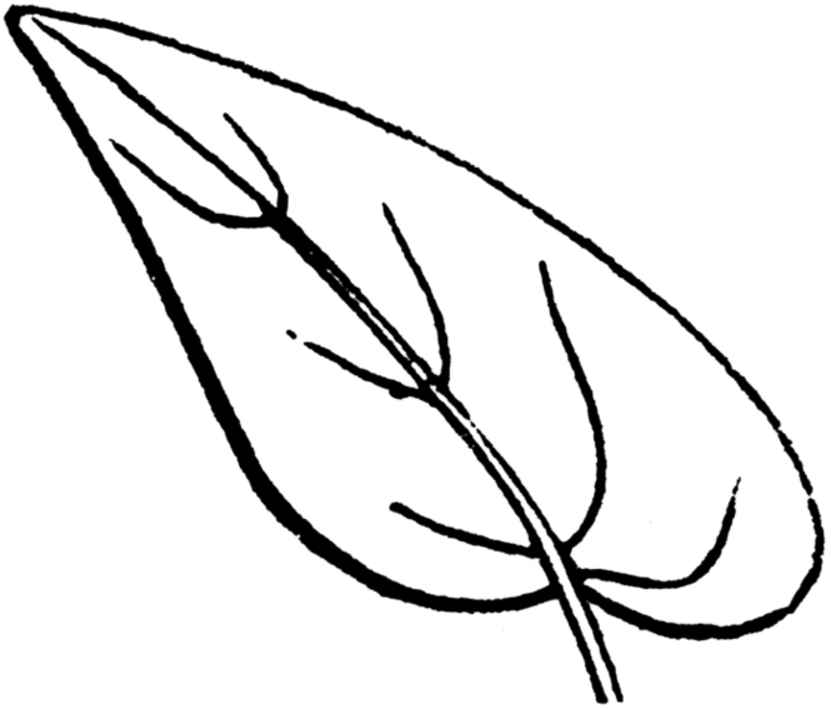 Blätter Ausmalbilder 238