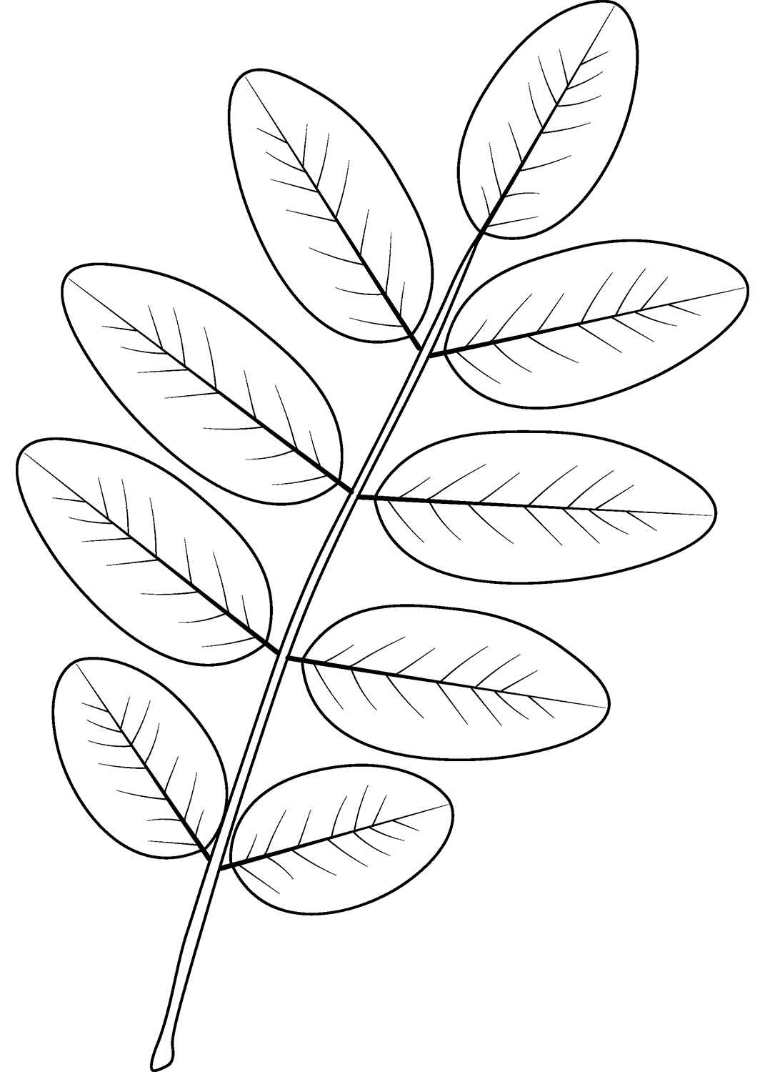 Blätter Ausmalbilder 665