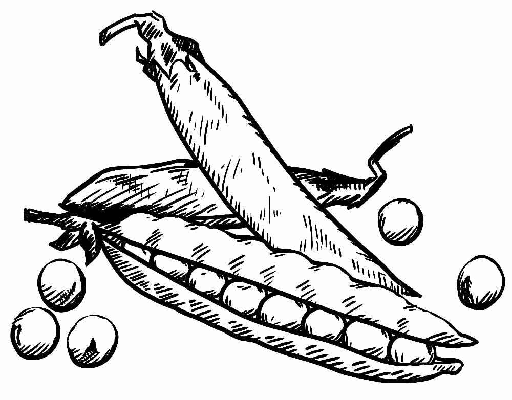 Bohnen Ausmalbilder 762
