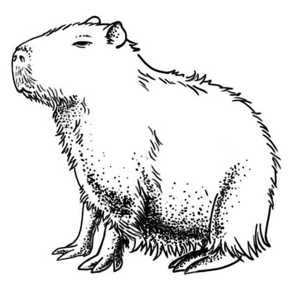 Capybara Ausmalbilder 355