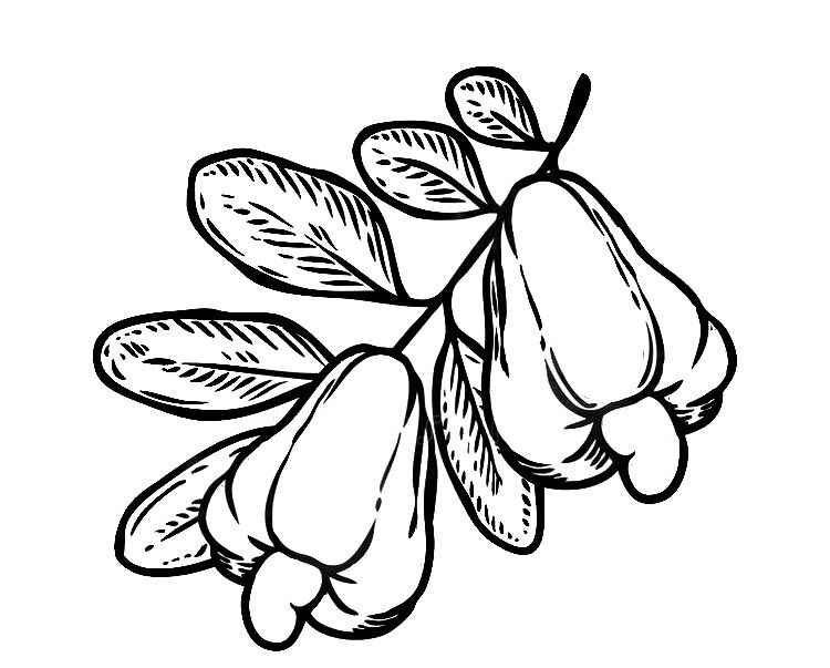 Cashew Ausmalbilder 209