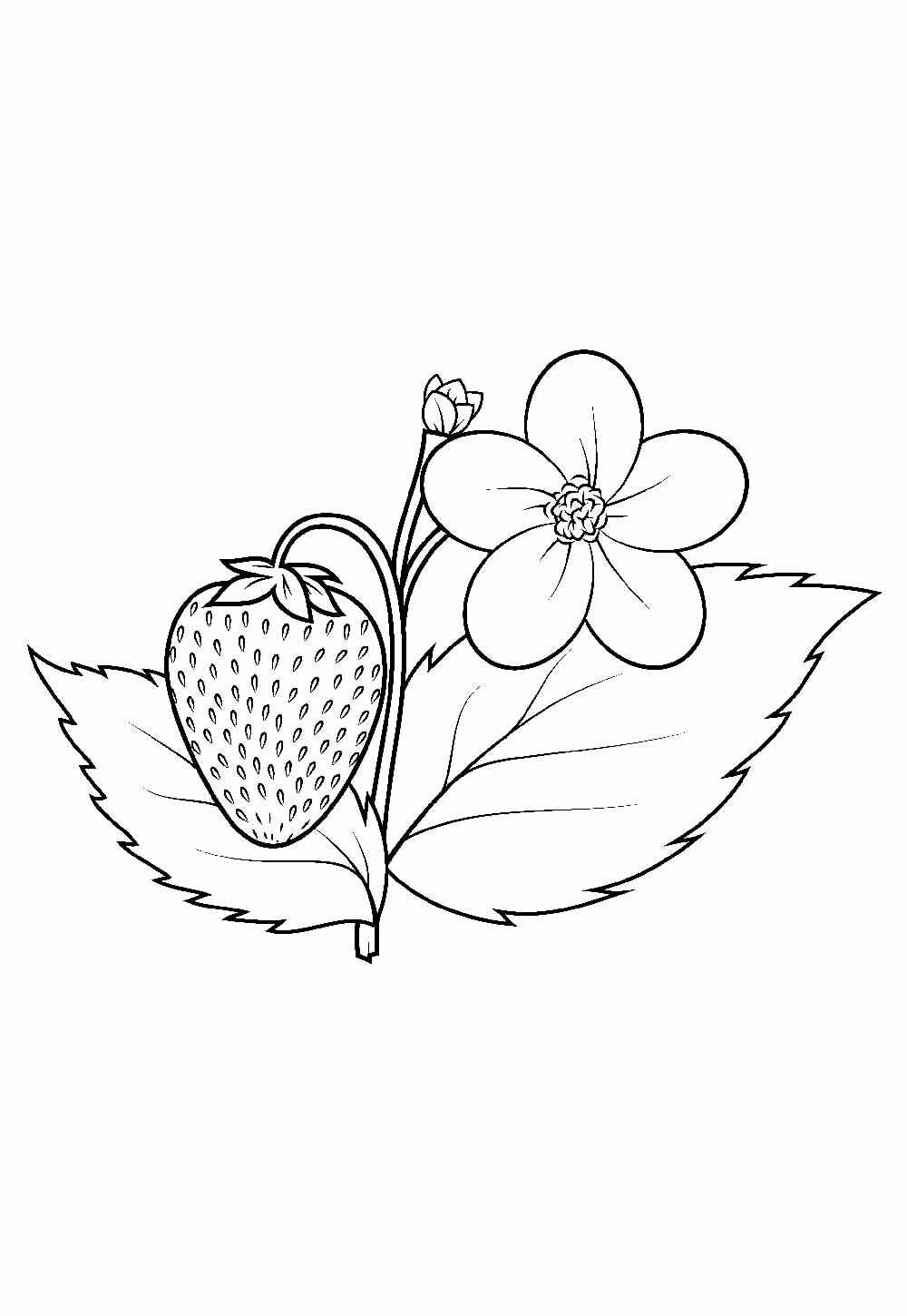 Erdbeeren Ausmalbilder 526