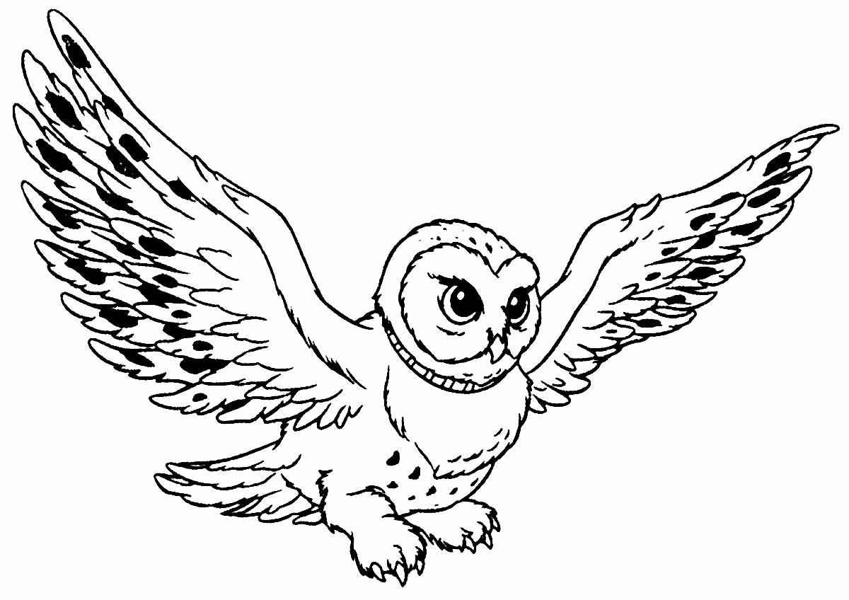 Eulen Ausmalbilder 005