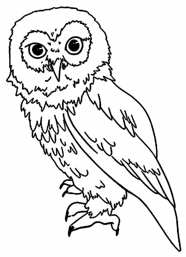 Eulen Ausmalbilder 227