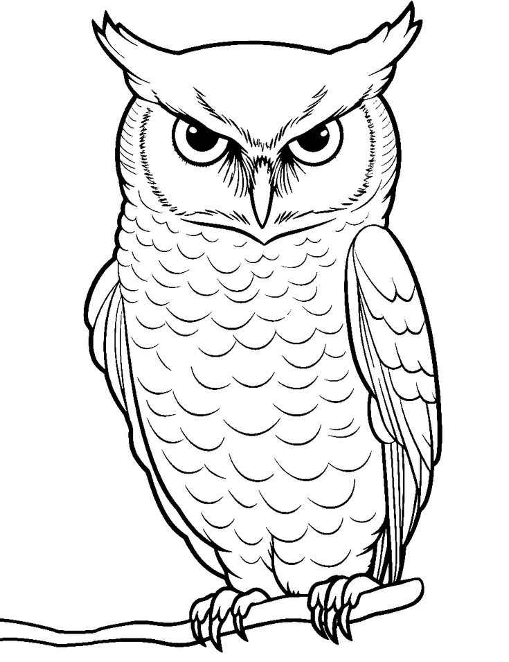 Eulen Ausmalbilder 872