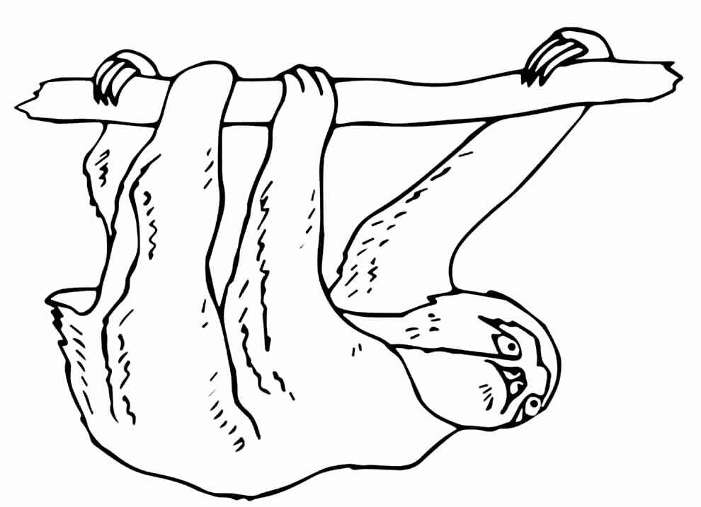 Faultier Ausmalbilder 137