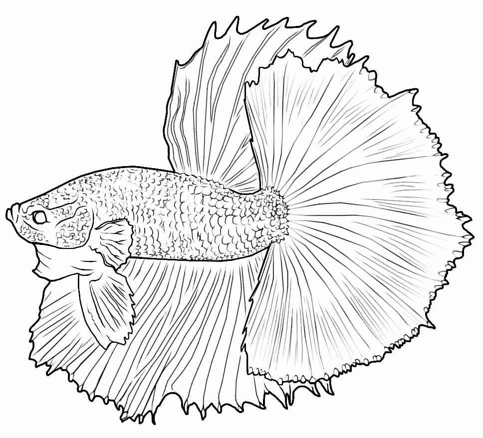 Fisch Ausmalbilder 493