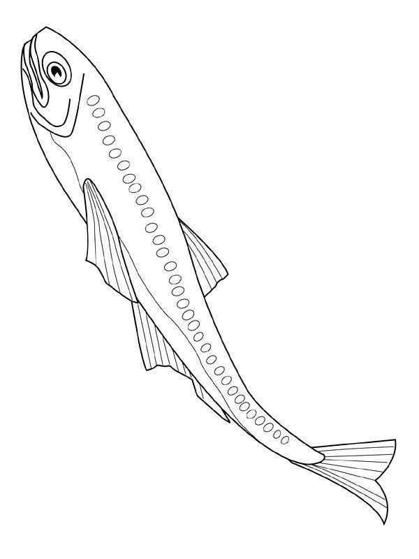 Fisch Ausmalbilder 579