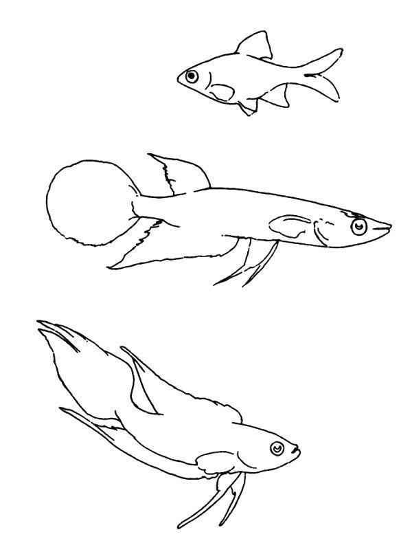 Fisch Ausmalbilder 788