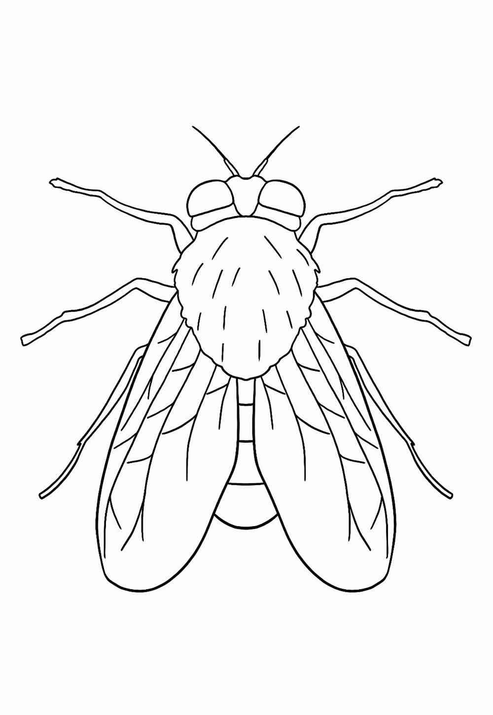 Fliege Ausmalbilder 013