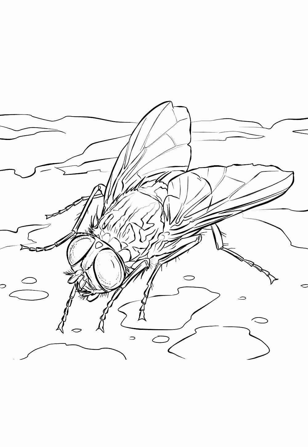 Fliege Ausmalbilder 841