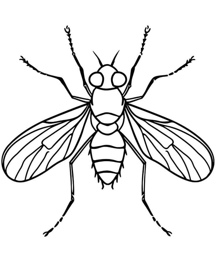 Fliege Ausmalbilder 990