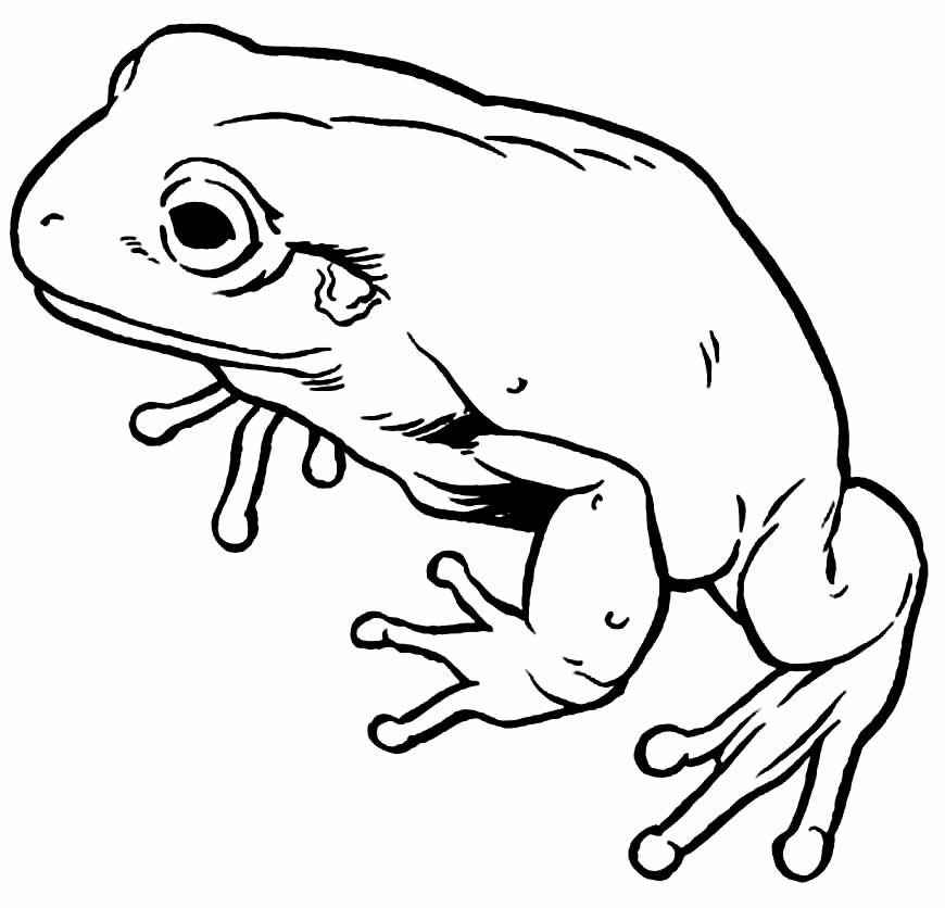 Frösche Ausmalbilder 101