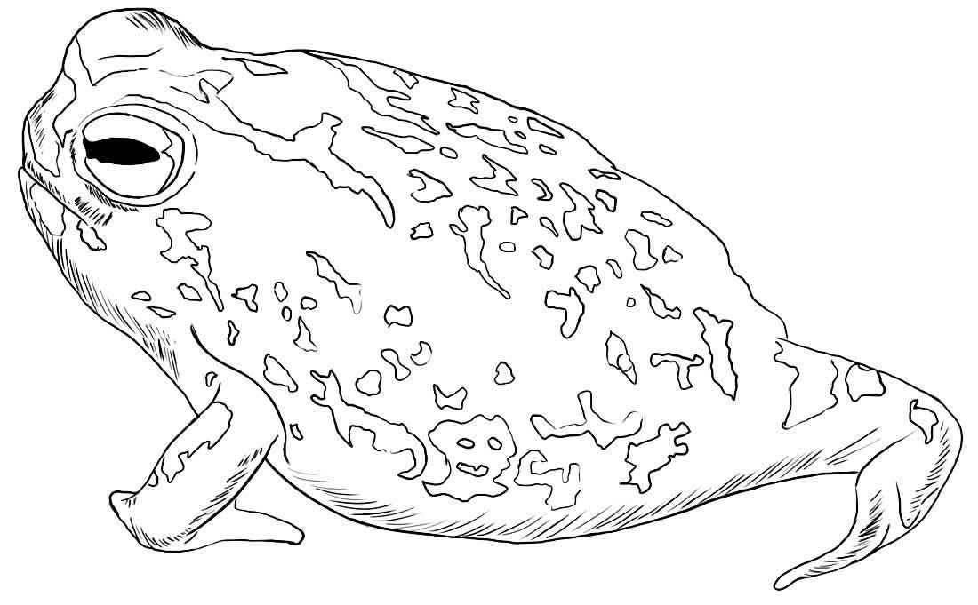 Frösche Ausmalbilder 119