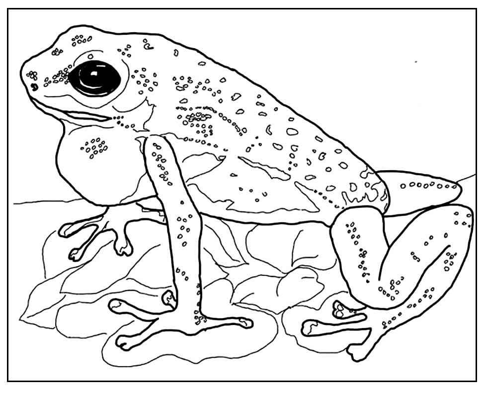 Frösche Ausmalbilder 573