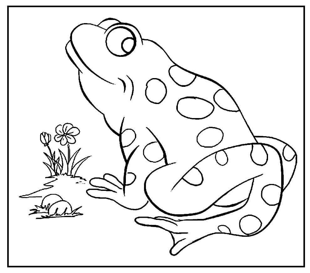 Frösche Ausmalbilder 648