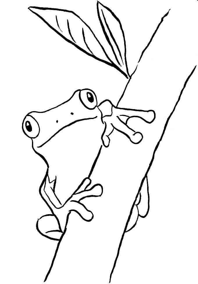 Frösche Ausmalbilder 734