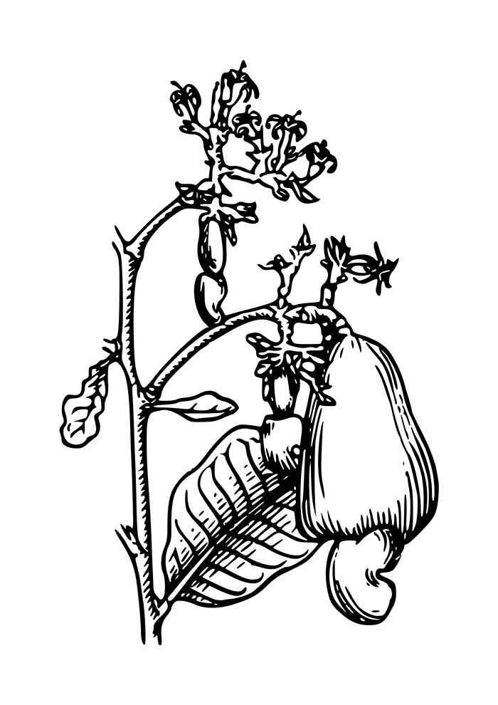 Früchte Ausmalbilder 495