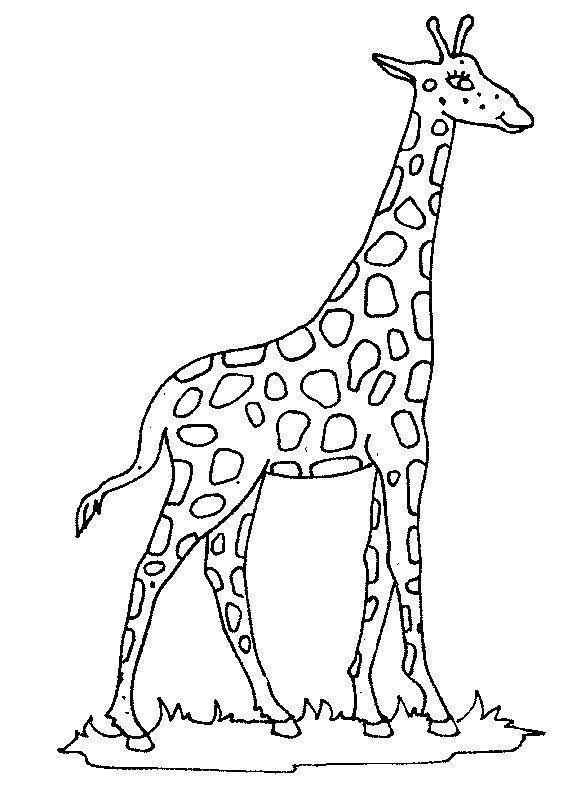 Giraffen Ausmalbilder 519