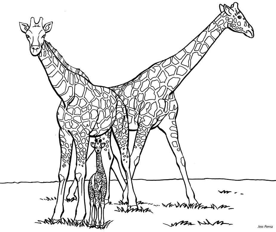 Giraffen Ausmalbilder 915
