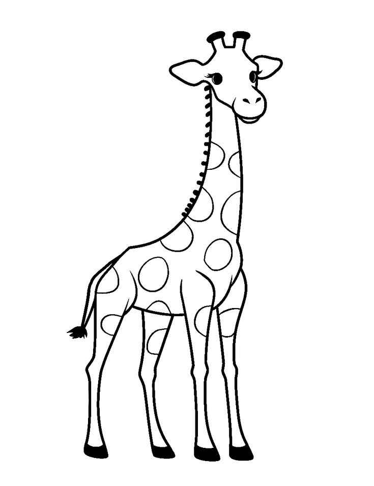 Giraffen
