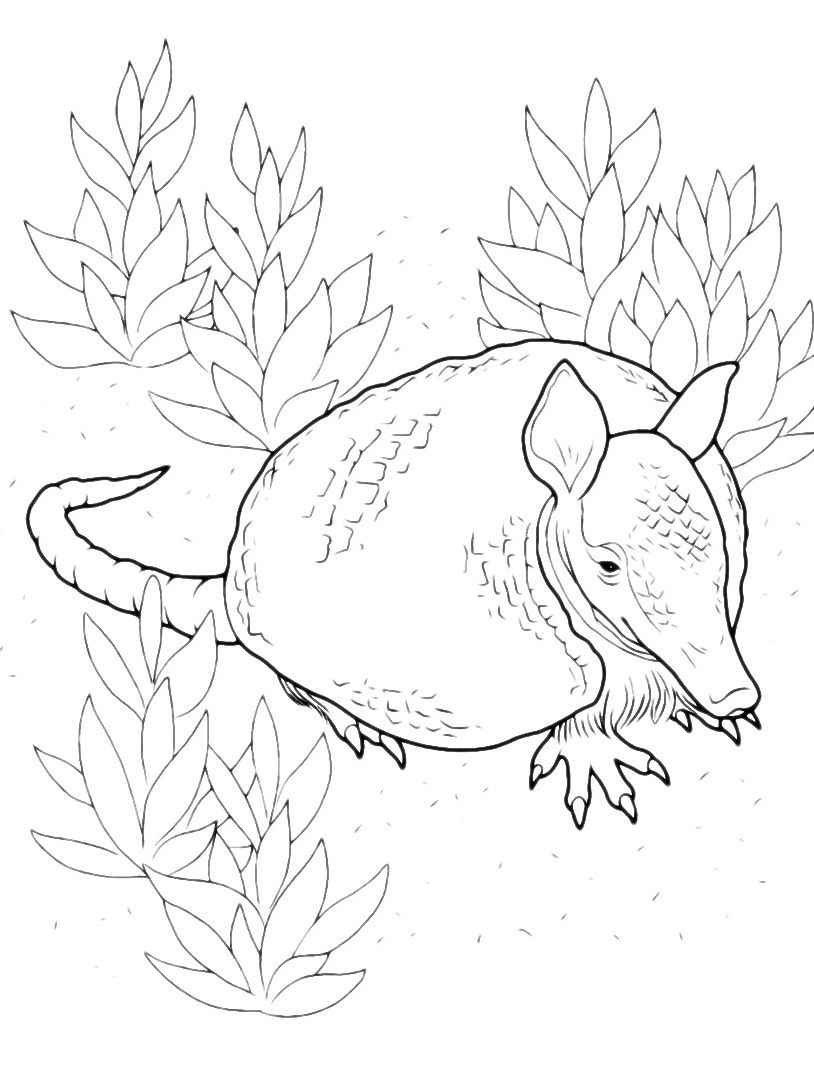 Gürteltier Ausmalbilder 031