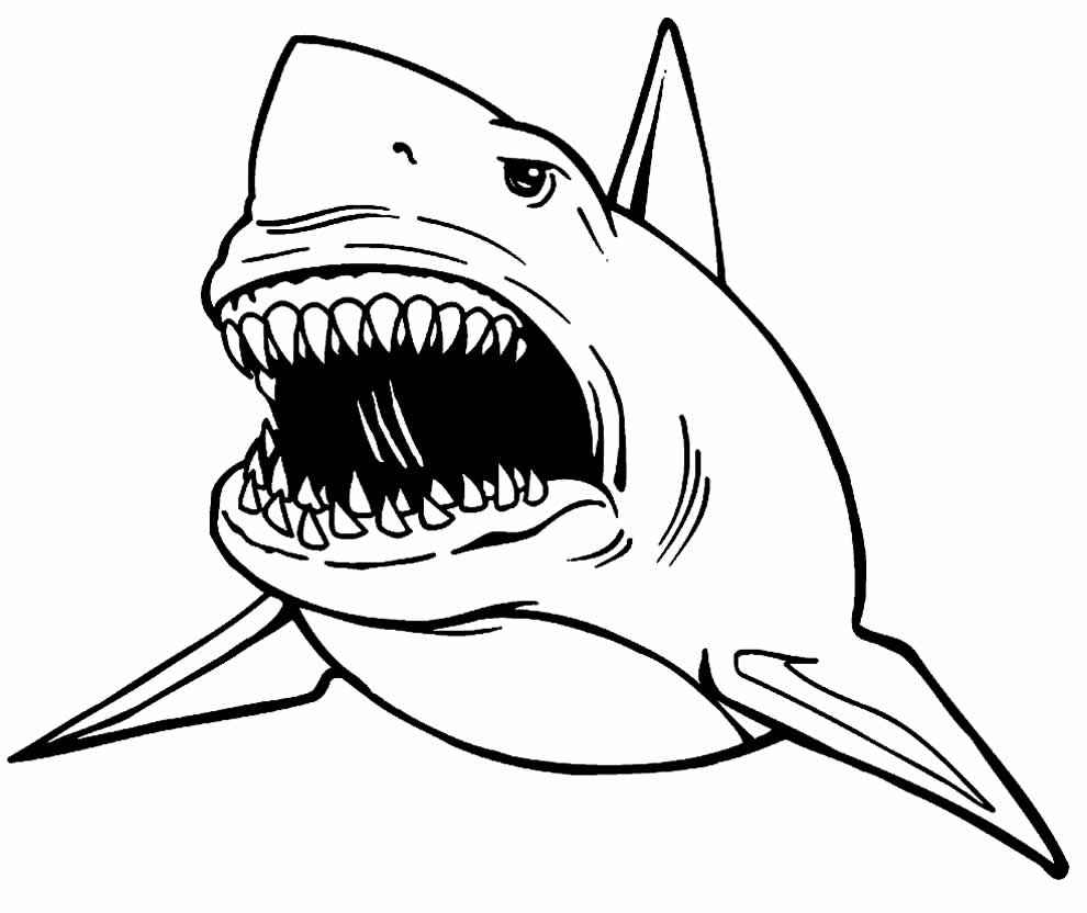 Hai Ausmalbilder 527