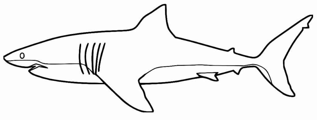 Hai Ausmalbilder 585