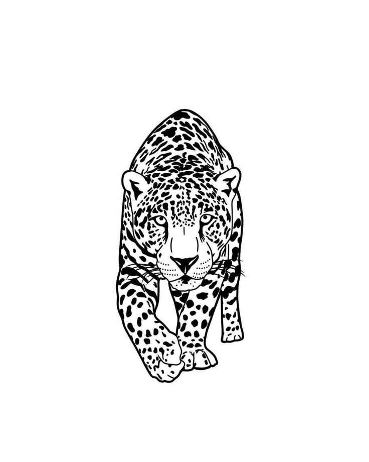 Jaguar Ausmalbilder 091