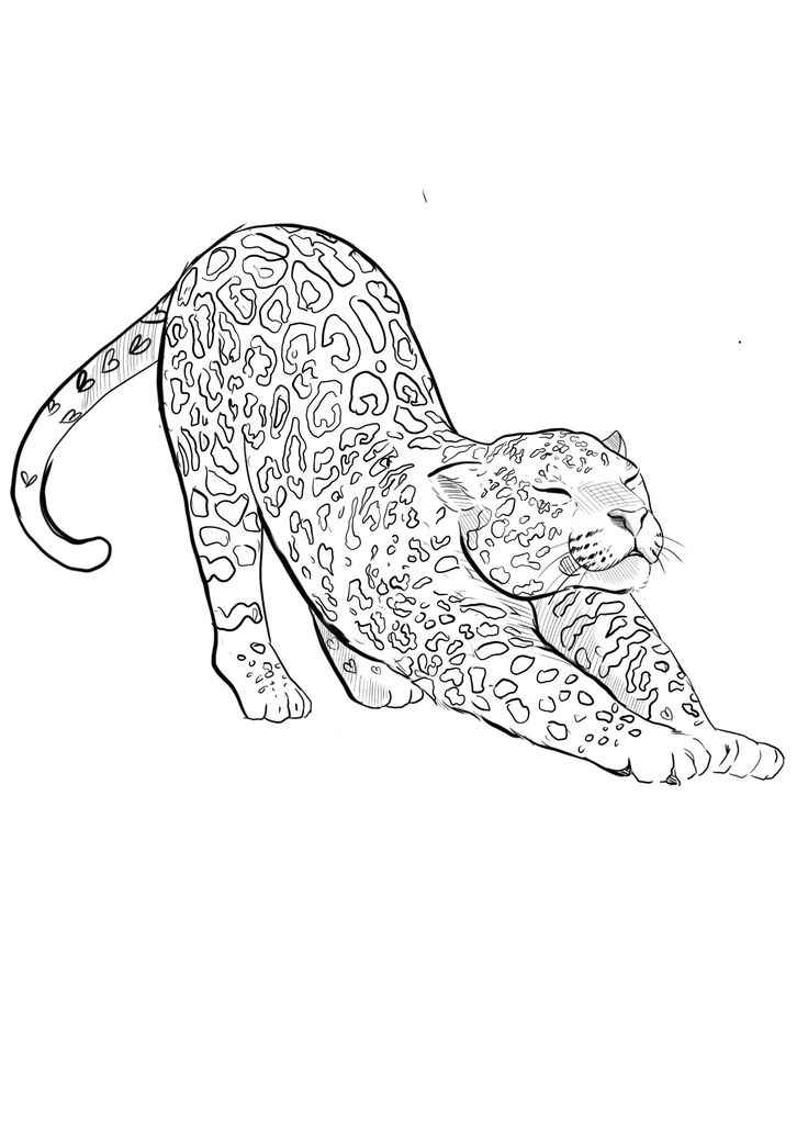 Jaguar Ausmalbilder 236