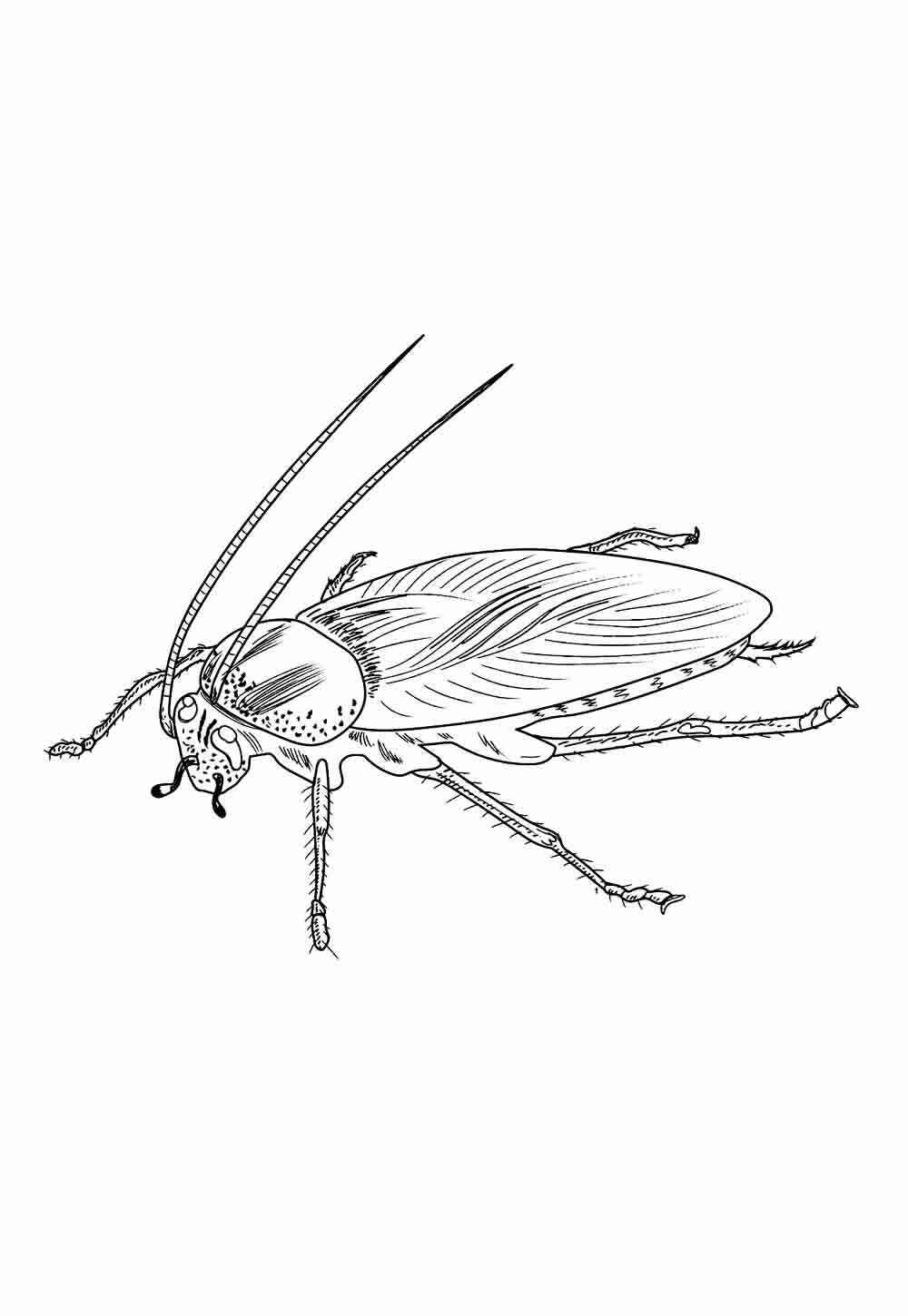 Kakerlake Ausmalbilder 079