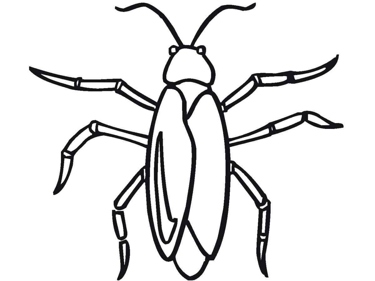 Kakerlake Ausmalbilder 856