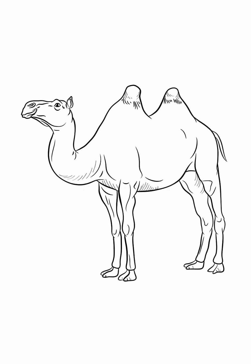 Kamel Ausmalbilder 777